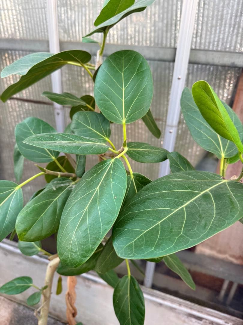 【希少幹】フィカス ベンガレンシス 幹曲がり 幹ねじれ 10号鉢