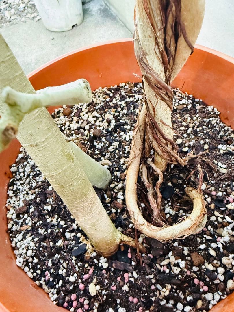 【希少幹】フィカス ベンガレンシス 幹曲がり 幹ねじれ 10号鉢