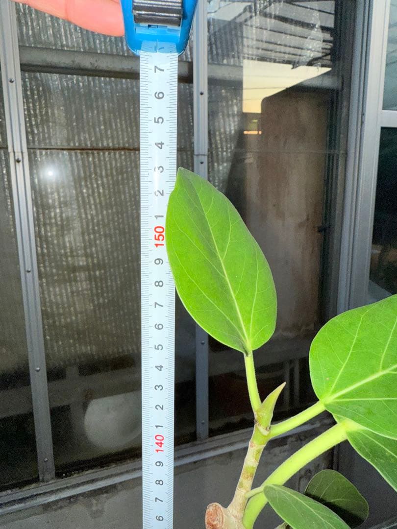 【希少幹】フィカス ベンガレンシス 幹曲がり 幹ねじれ 10号鉢