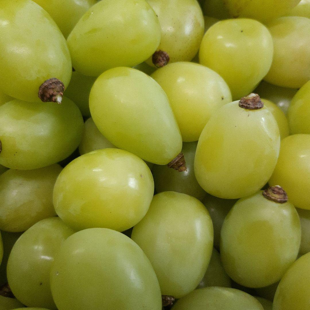 シャインマスカット増量の、徳用17キロ入りの粒21バック入りになります。