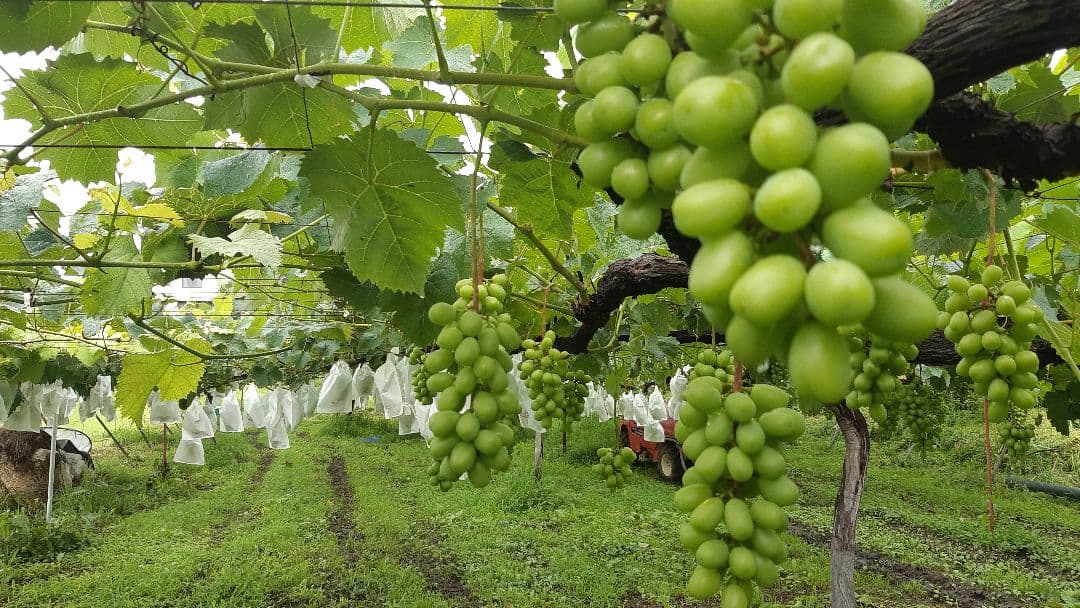 シャインマスカット増量の、徳用17キロ入りの粒21バック入りになります。