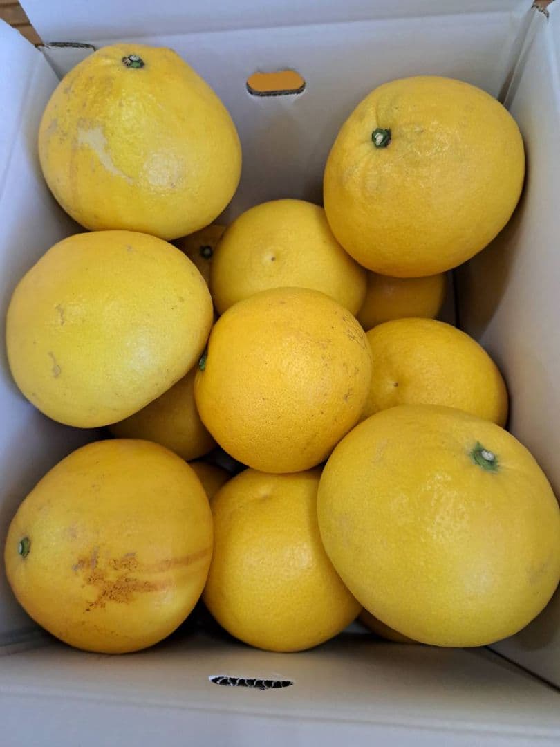 地元果物屋おすすめ高知宿毛産土佐文旦4Lサイズ20キロ家庭用大【メルカリ便送込