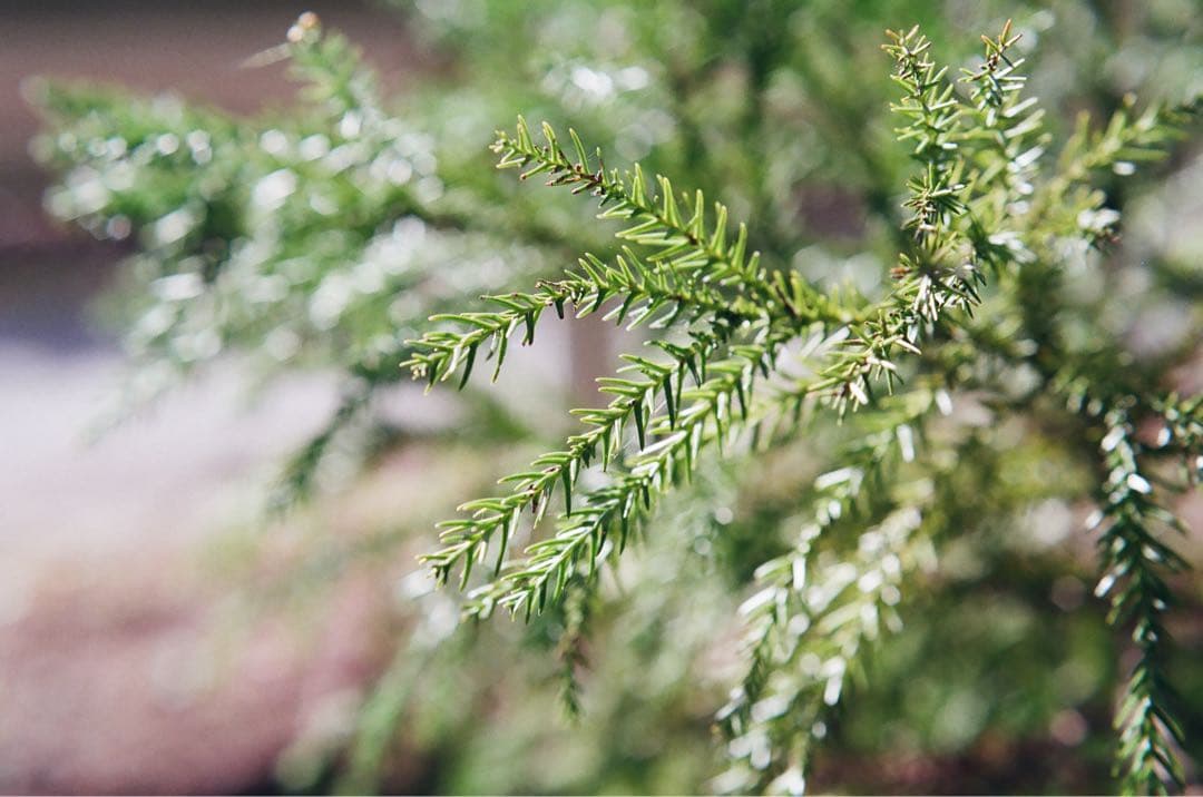 Carl Zeiss Planar 50㎜F1.4 AEJ CONTAX139q