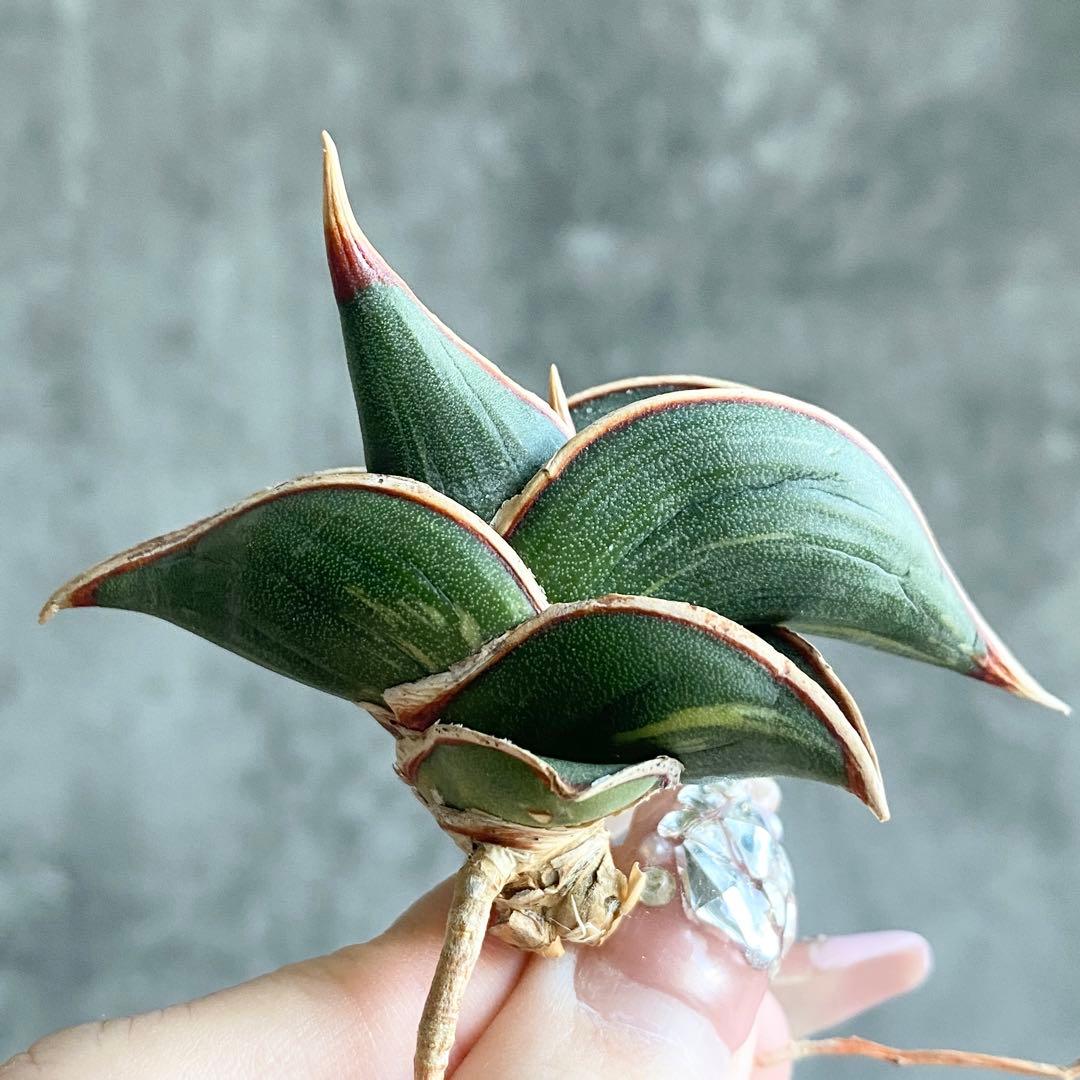 バ*ズ様 S11783★オークション販売★ サンスベリア ロリダ 極上斑入り株！