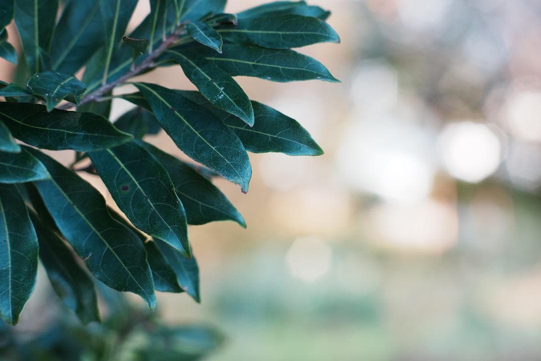 【整備＆テスト】Nikon Ai-s Nikkor 105mm F2.5 899