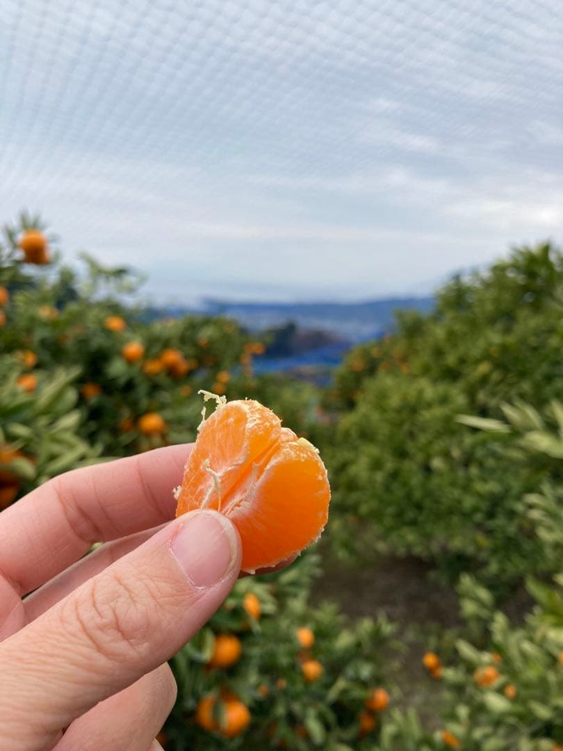 ④温州みかん 樹熟大坊みかん 優品(家庭用傷あり)2S、S、10kg