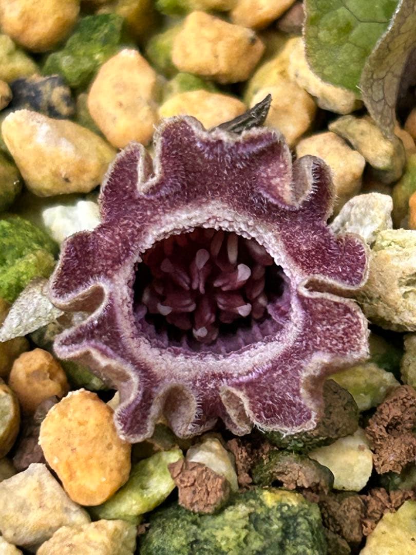 ヒロクチカンアオイ