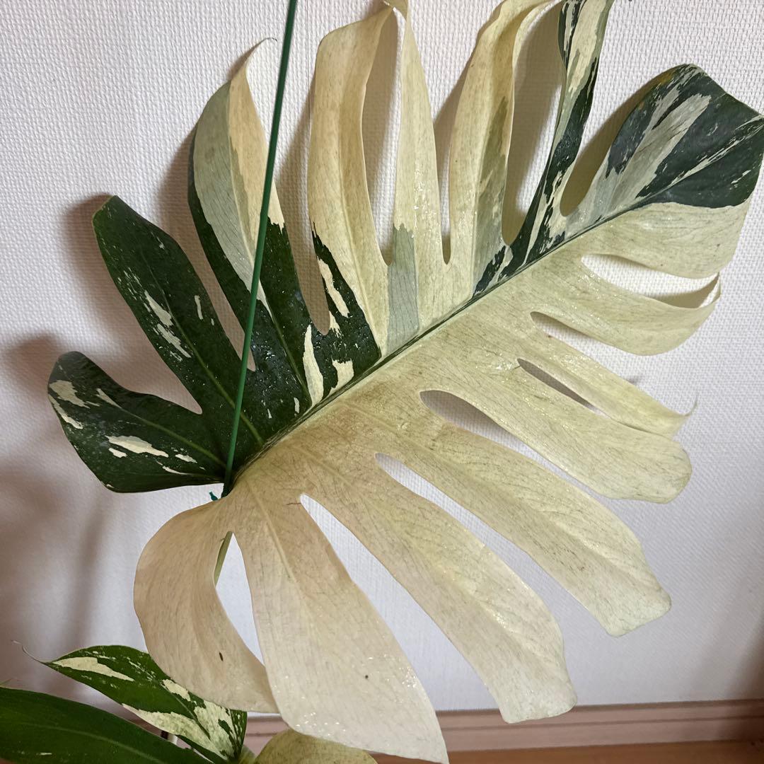 ＊モンステラ＊特大＊ミント＊Monstera＊Mint＊