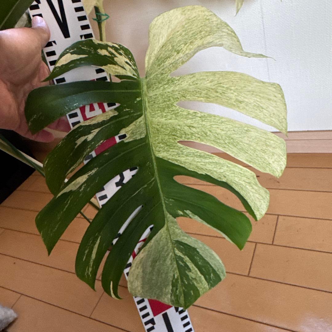 ＊モンステラ＊特大＊ミント＊Monstera＊Mint＊