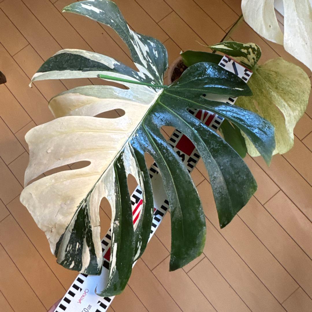 ＊モンステラ＊特大＊ミント＊Monstera＊Mint＊