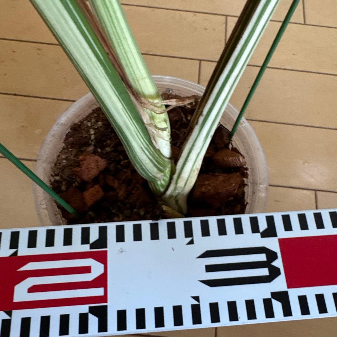 ＊モンステラ＊特大＊ミント＊Monstera＊Mint＊