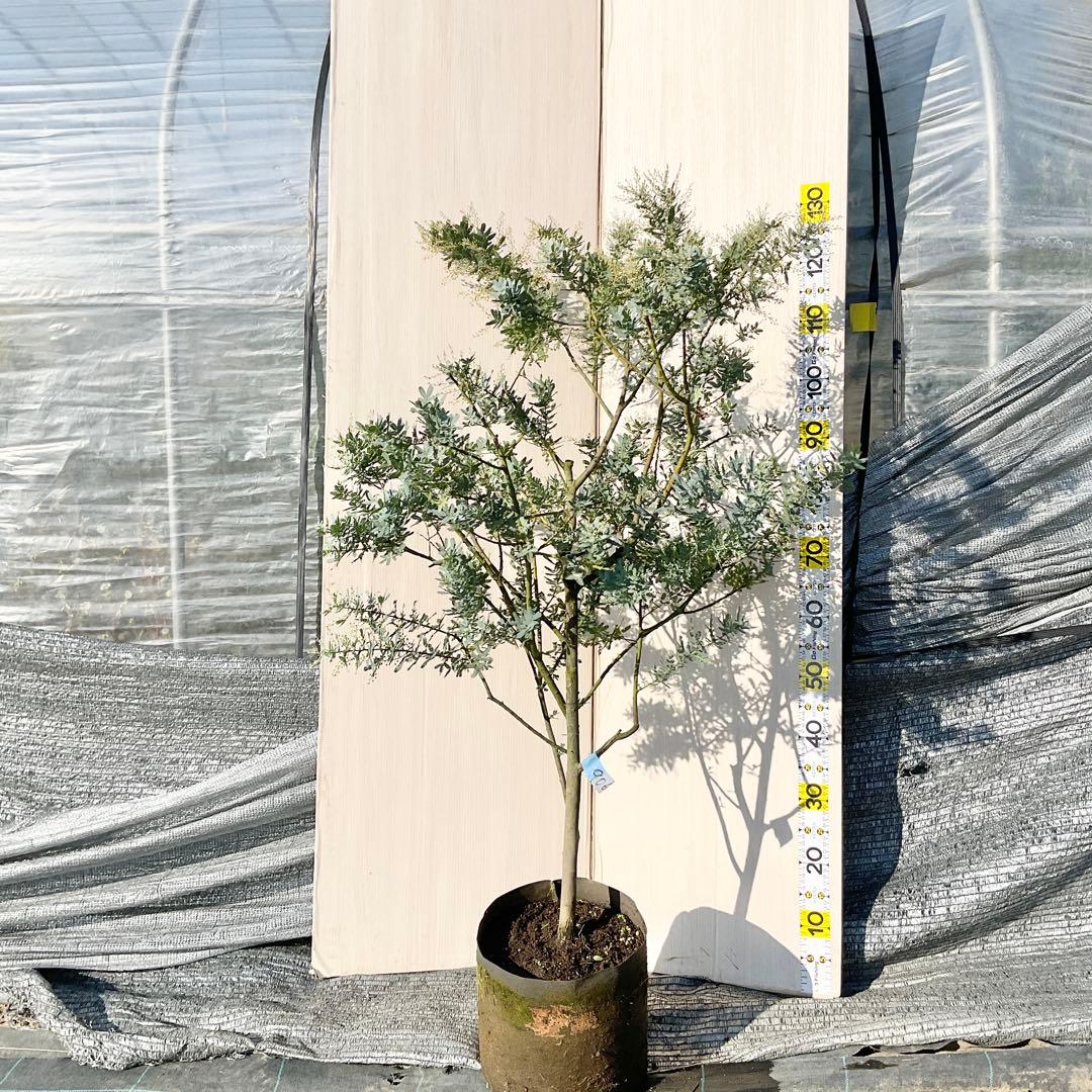 mycoさん　専用　ミモザアカシア　/ 906