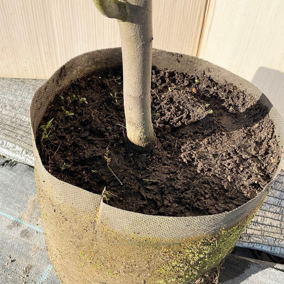 mycoさん　専用　ミモザアカシア　/ 906