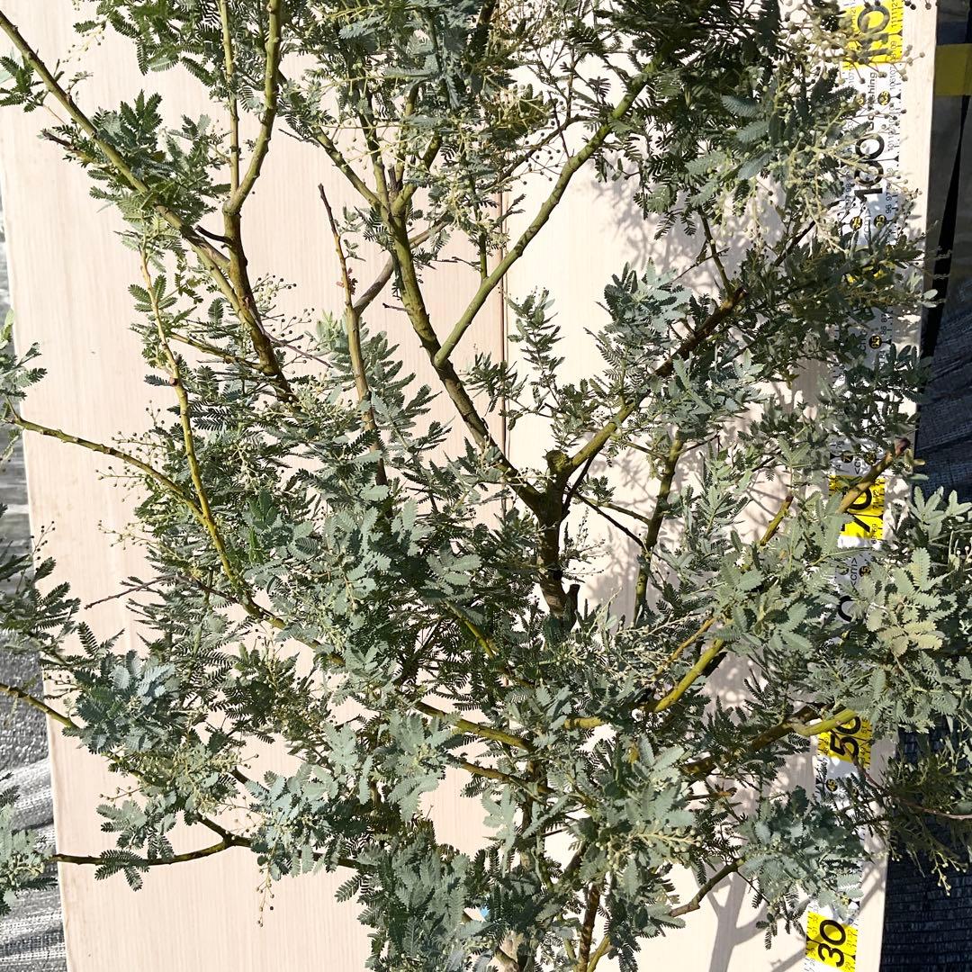 mycoさん　専用　ミモザアカシア　/ 906