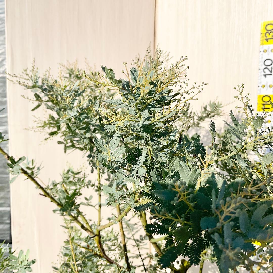 mycoさん　専用　ミモザアカシア　/ 906