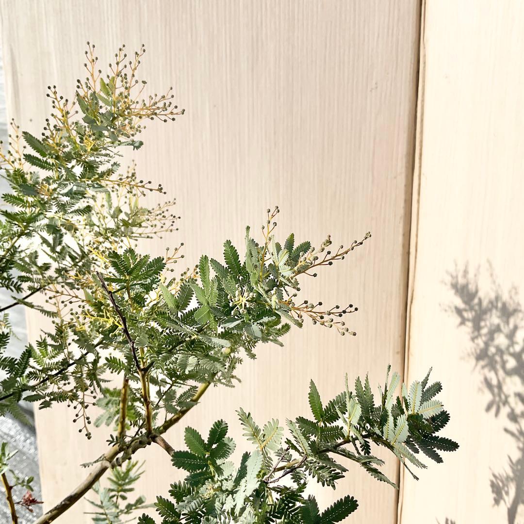 mycoさん　専用　ミモザアカシア　/ 906