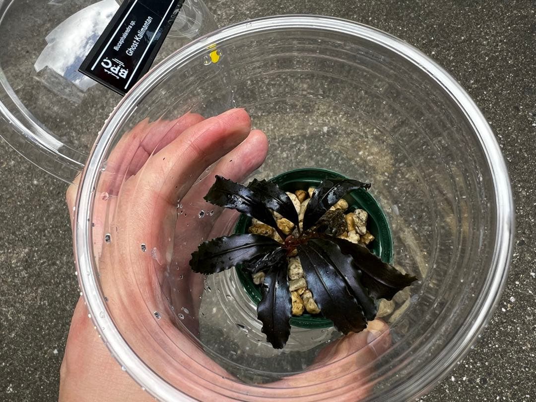 Bucephalandra sp.Ghost Kalimantan ①