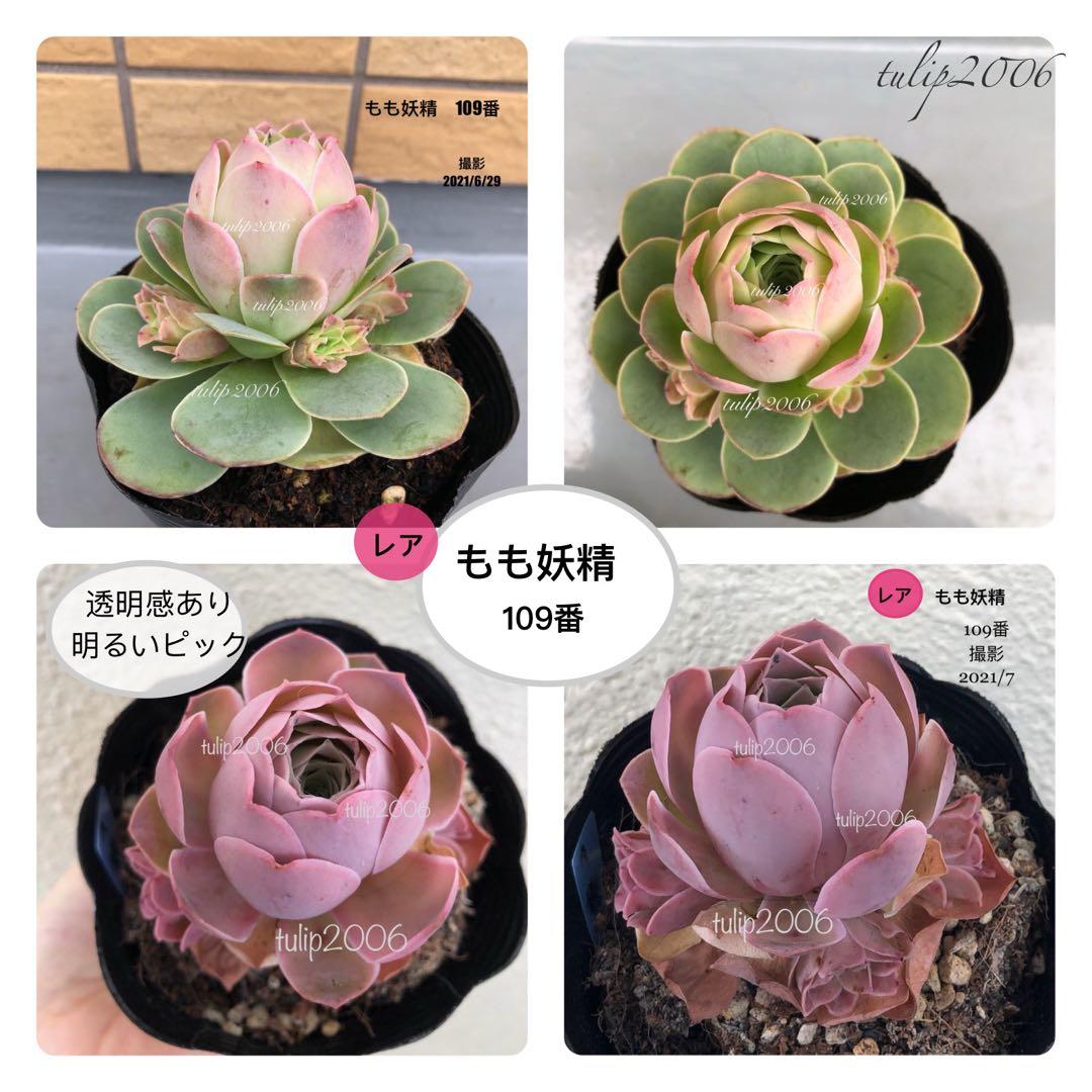 くまさん様 リクエスト 3点 まとめ商品