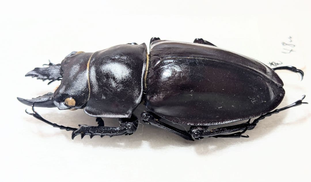 奄美　アマミマルバネ