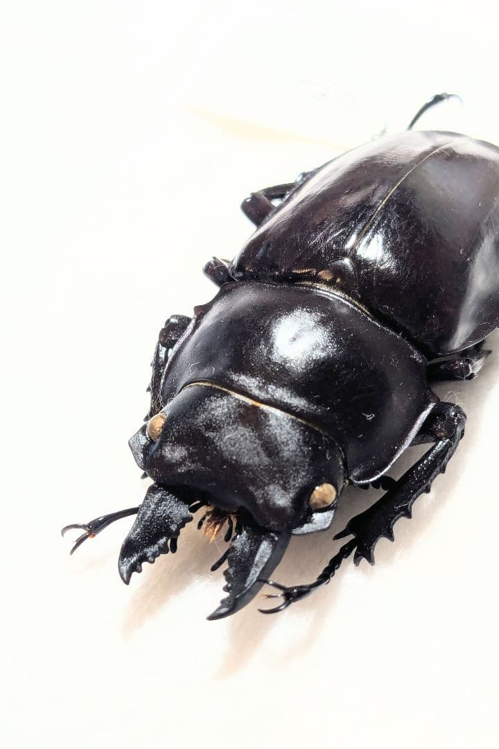 奄美　アマミマルバネ