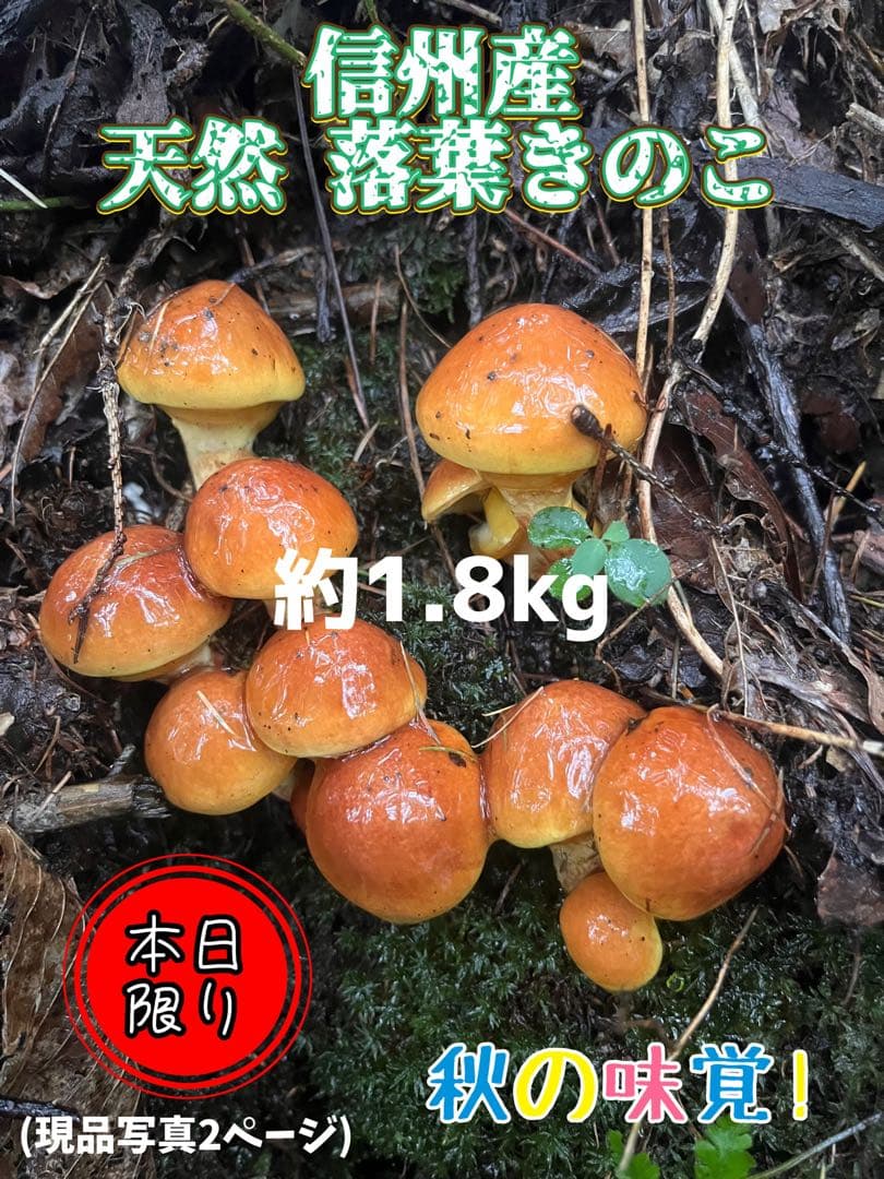 信州産 落葉きのこ ハナイグチ 約1.8kg