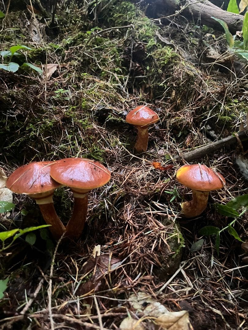 信州産 落葉きのこ ハナイグチ 約1.8kg