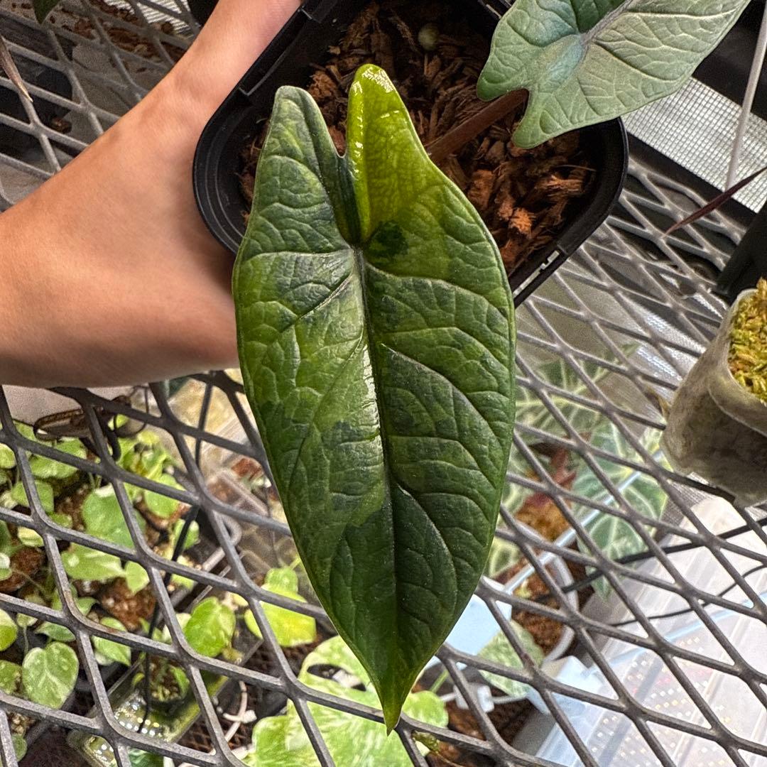 S*y様 アロカシア スカルプラム オーレア