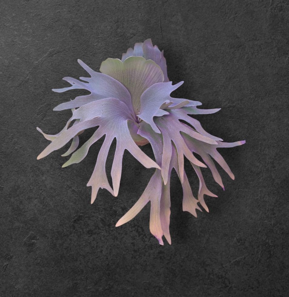 わ*ち様 【期間限定出品】P.FSQ 'FW' oc/ビカクシダ