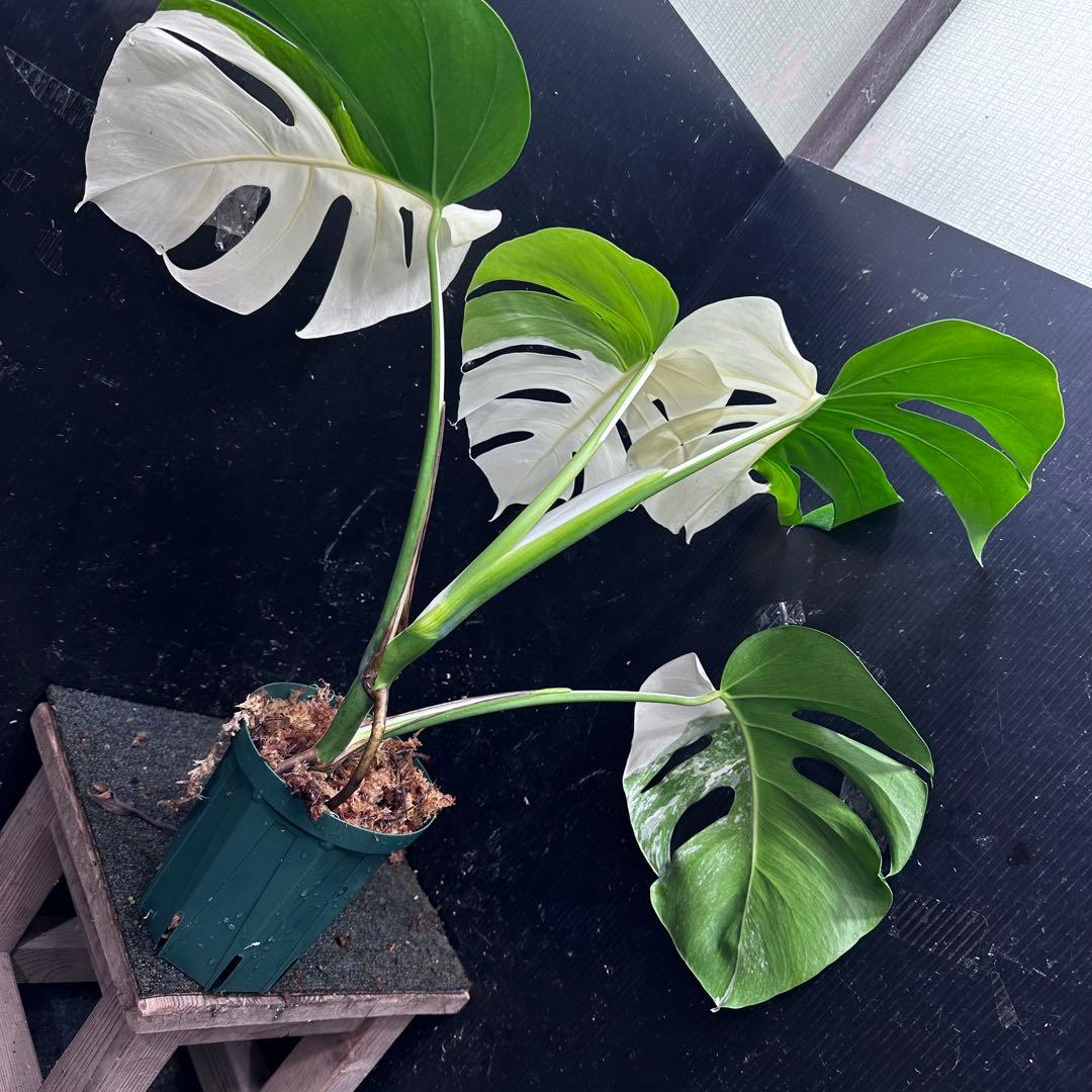 迫*雄様 モンステラ斑入りハーフムーンホワイトタイガー極美斑入り　　 57cm