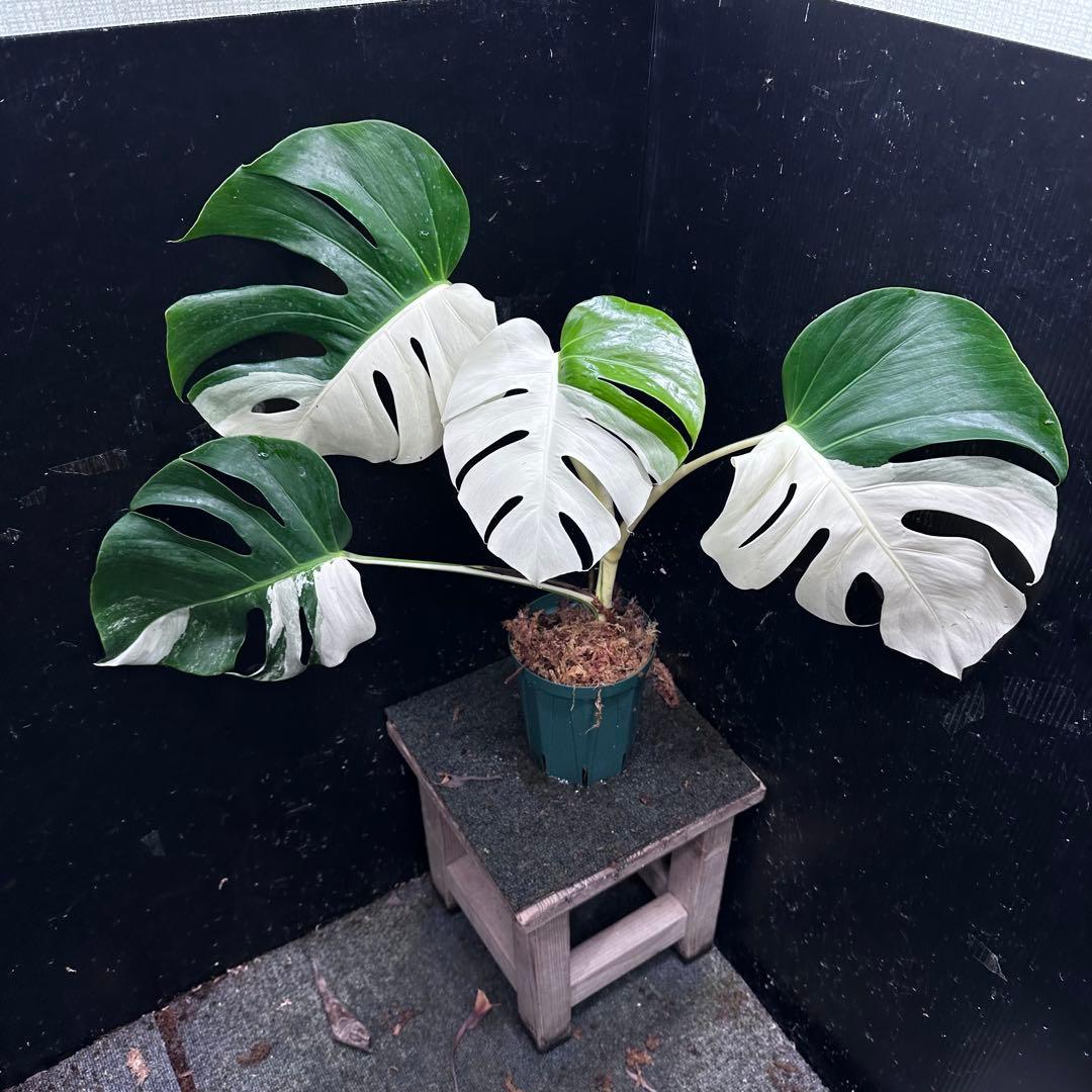 迫*雄様 モンステラ斑入りハーフムーンホワイトタイガー極美斑入り　　 57cm