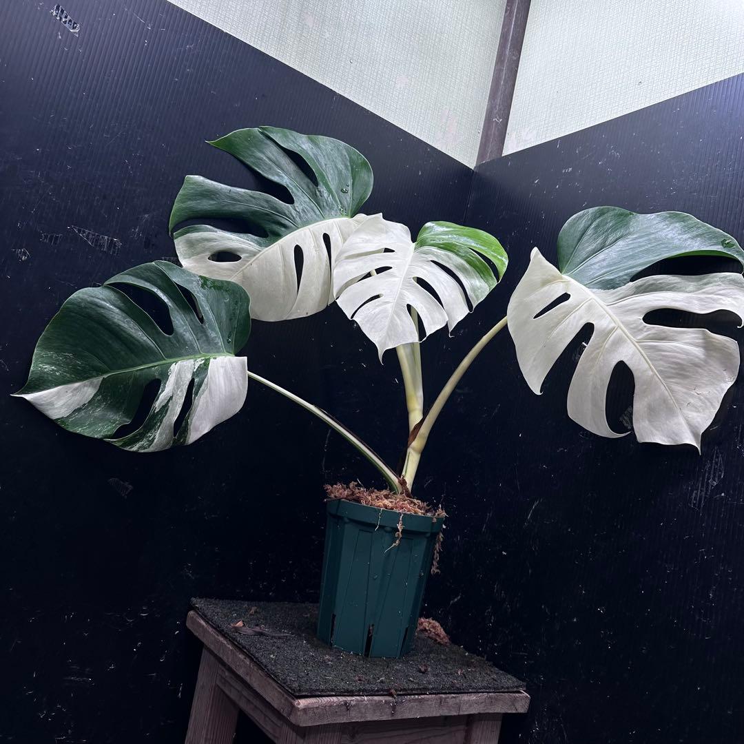 迫*雄様 モンステラ斑入りハーフムーンホワイトタイガー極美斑入り　　 57cm