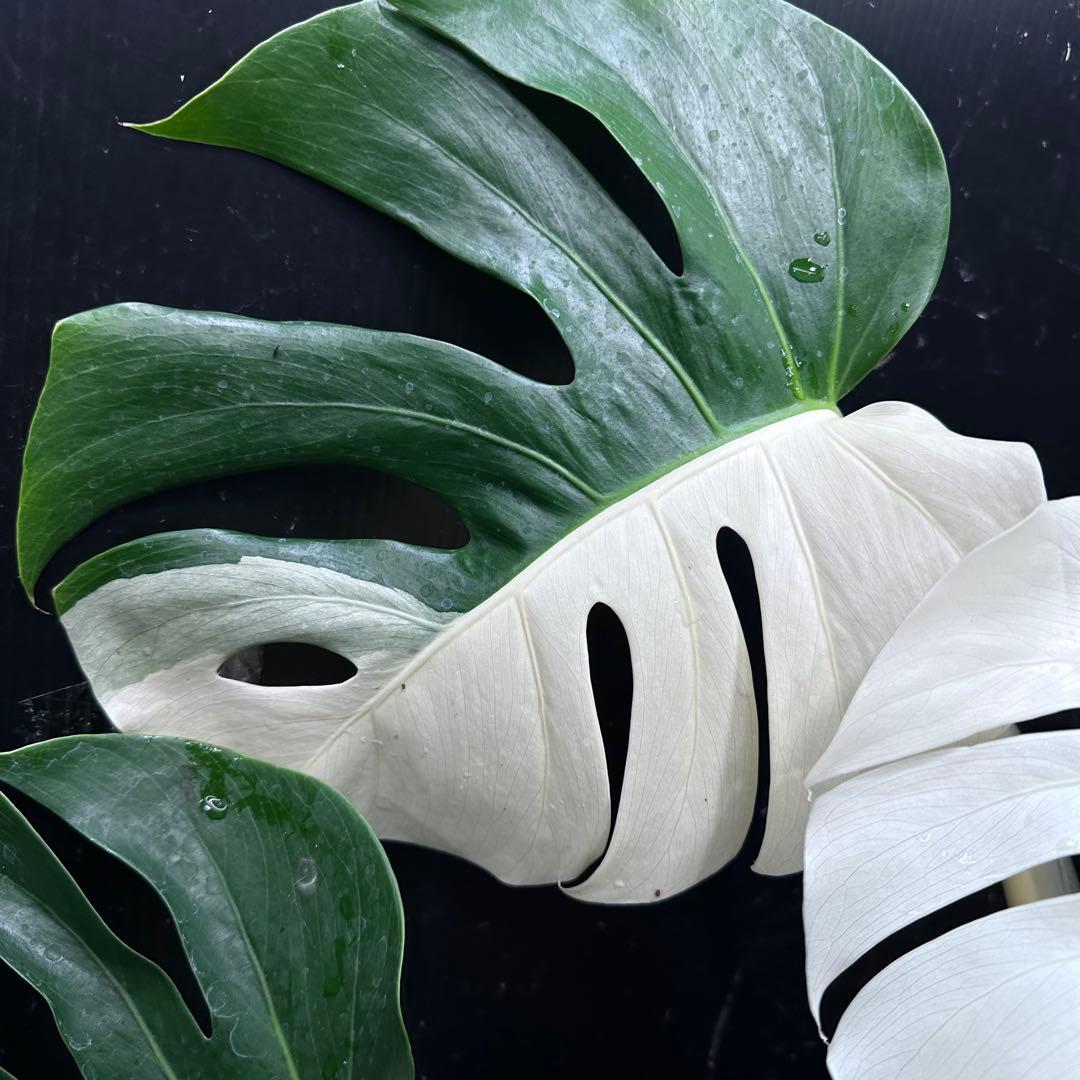 迫*雄様 モンステラ斑入りハーフムーンホワイトタイガー極美斑入り　　 57cm