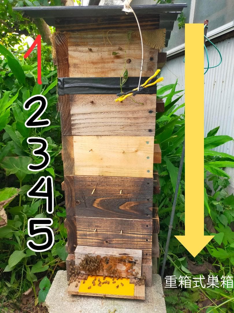 限定2セット【群違い】ニホンミツバチの国産百花蜜 1kg×2本　非加熱無添加