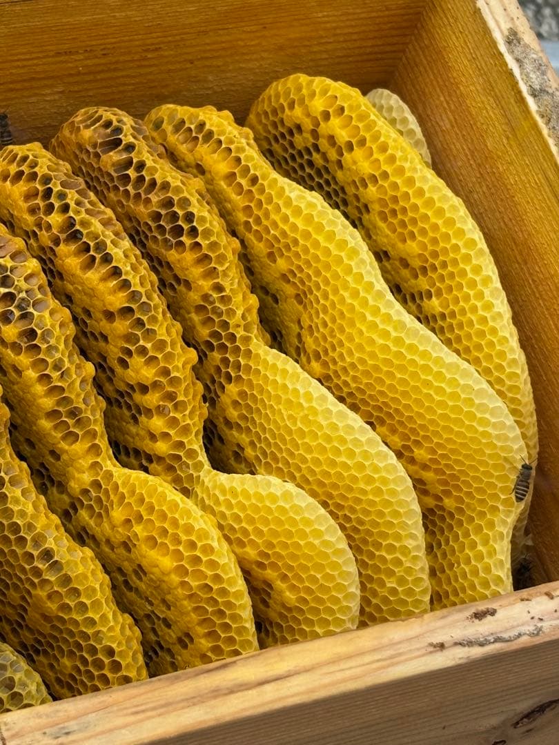 もっけ　1050g 2個