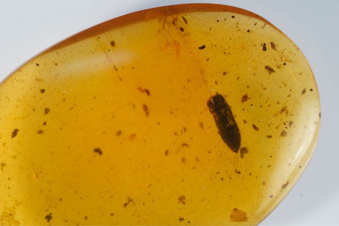 レア極上品TA0026虫入り琥珀化石　ミャンマーカムティかタナイ9900万年前