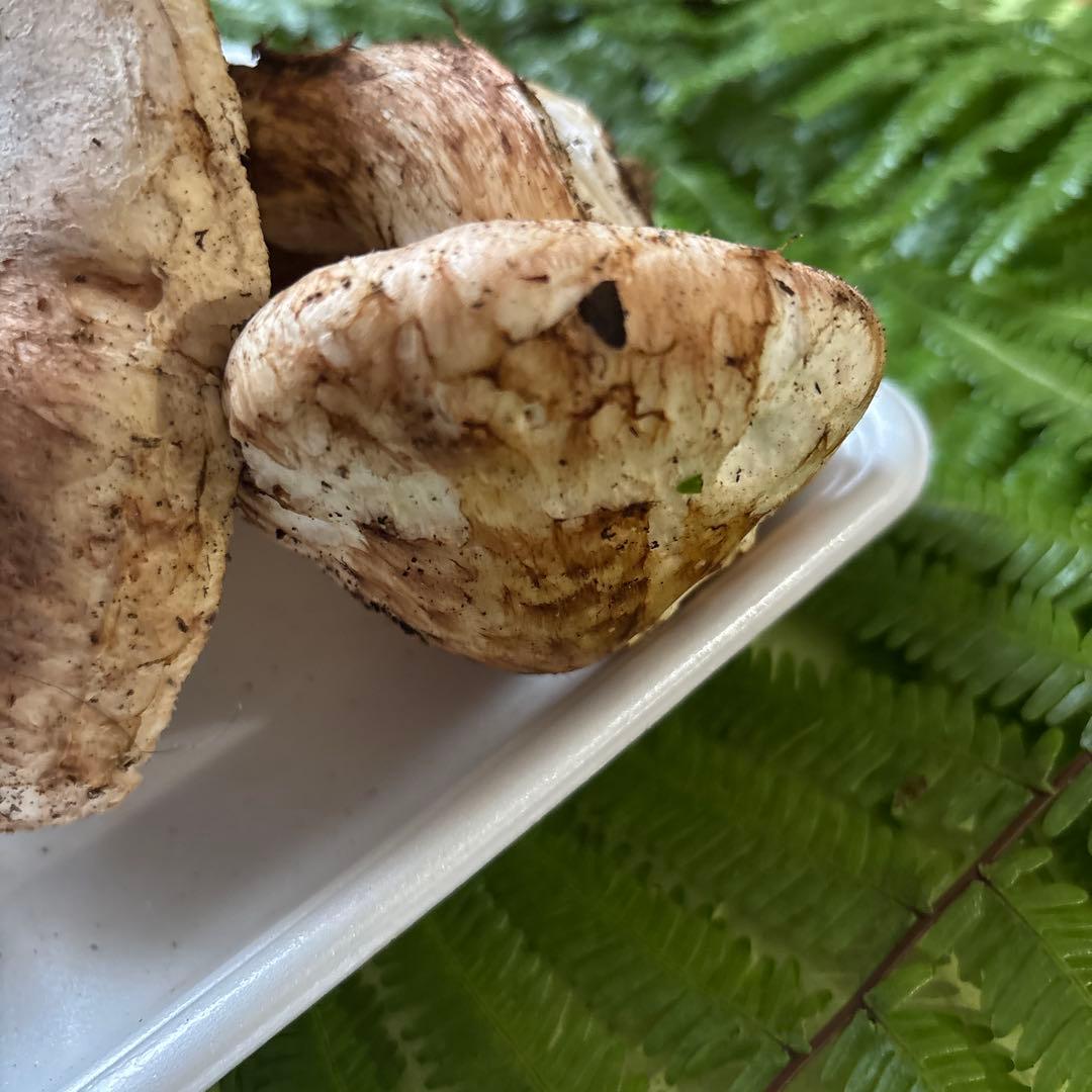 広島県産 松茸2本（319g）②訳ありです