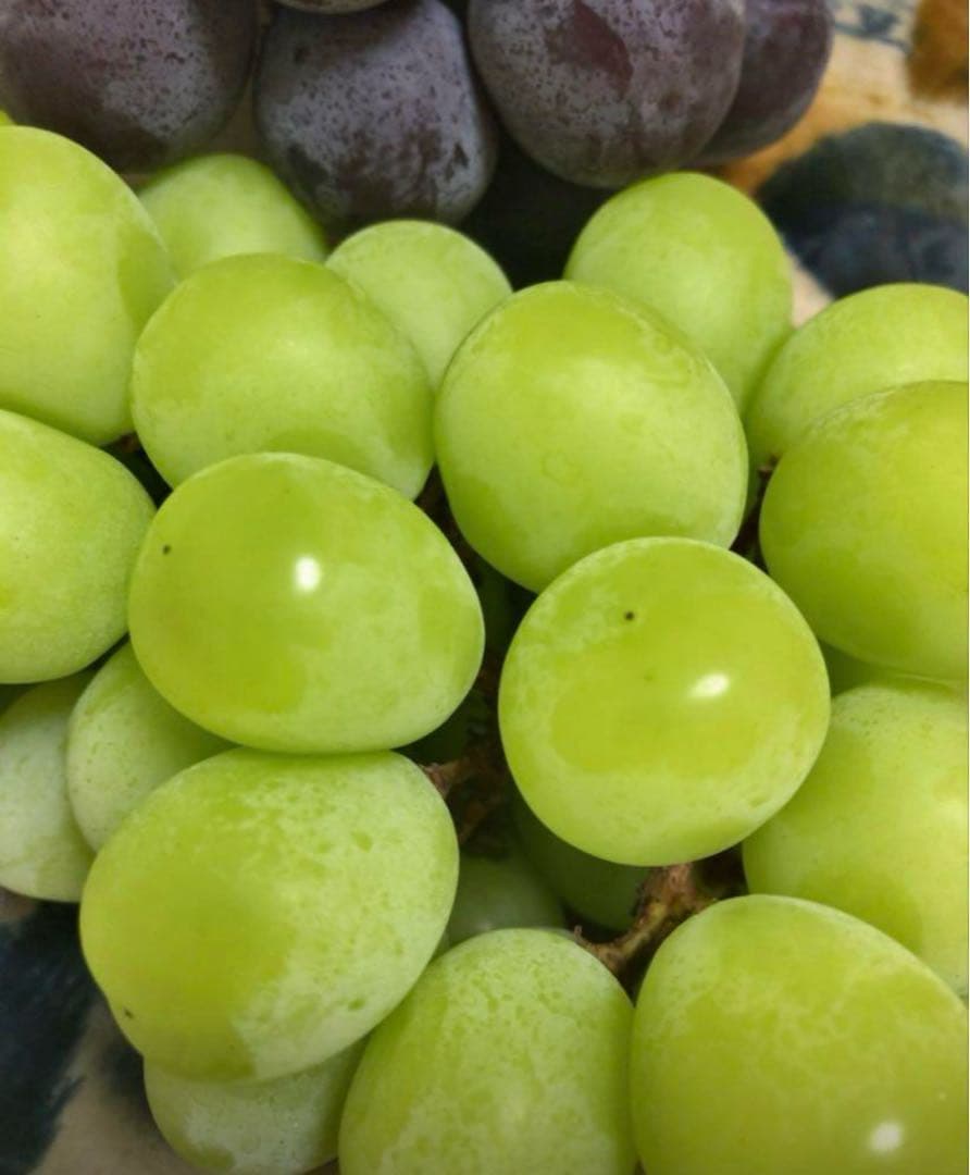 シャインマスカット２キロ除草剤不使用　岡山農家直送　朝採り