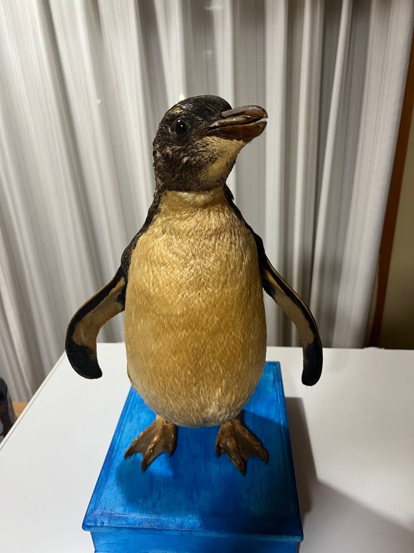 ペンギン剥製