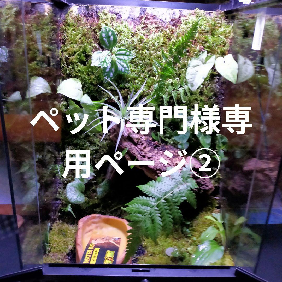 ペット専門ページ②