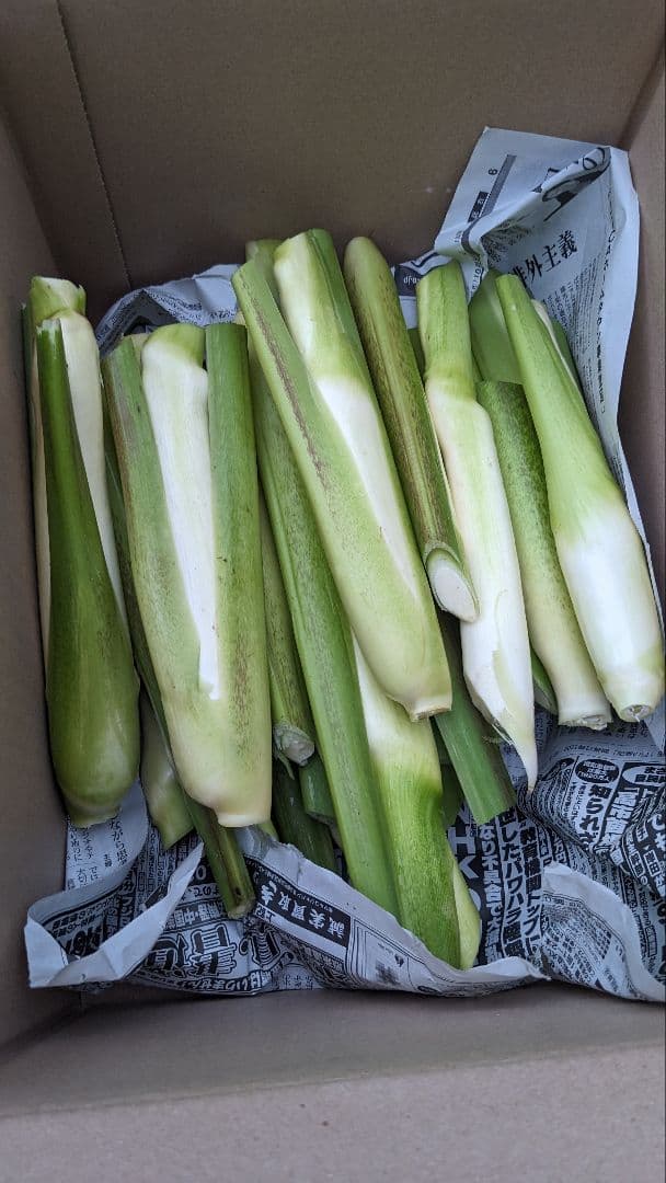 マコモダケ　8kg 千葉県産