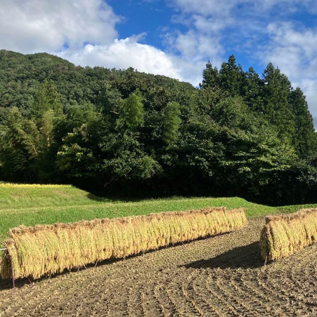 希少！ はざかけ米 無農薬！農家直送 100% コシヒカリ 20Kg