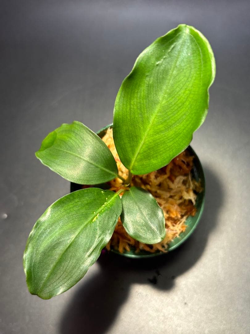 【かずちん様　ご検討用】