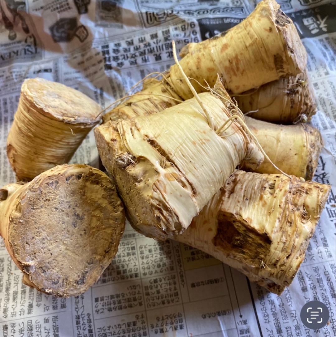 旨辛‼️北海道山ワサビ太物　5kg