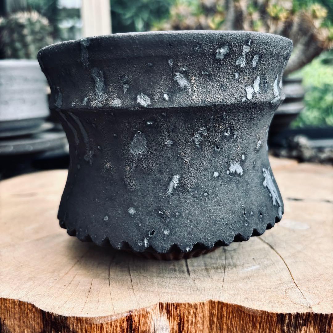 短期間限定大幅値下げ！新品未使用 菊地元野 作家鉢 アガベ パキプス グラキリス