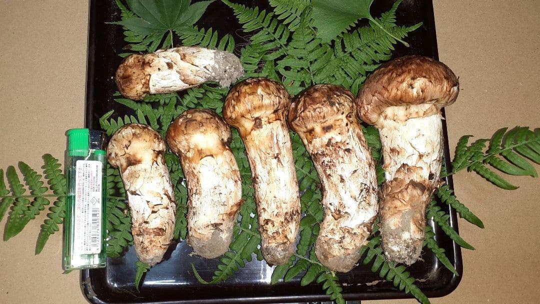 岩手県産松茸秀品(つぼみ) 11月19日昼取れ 冷蔵保管しております。