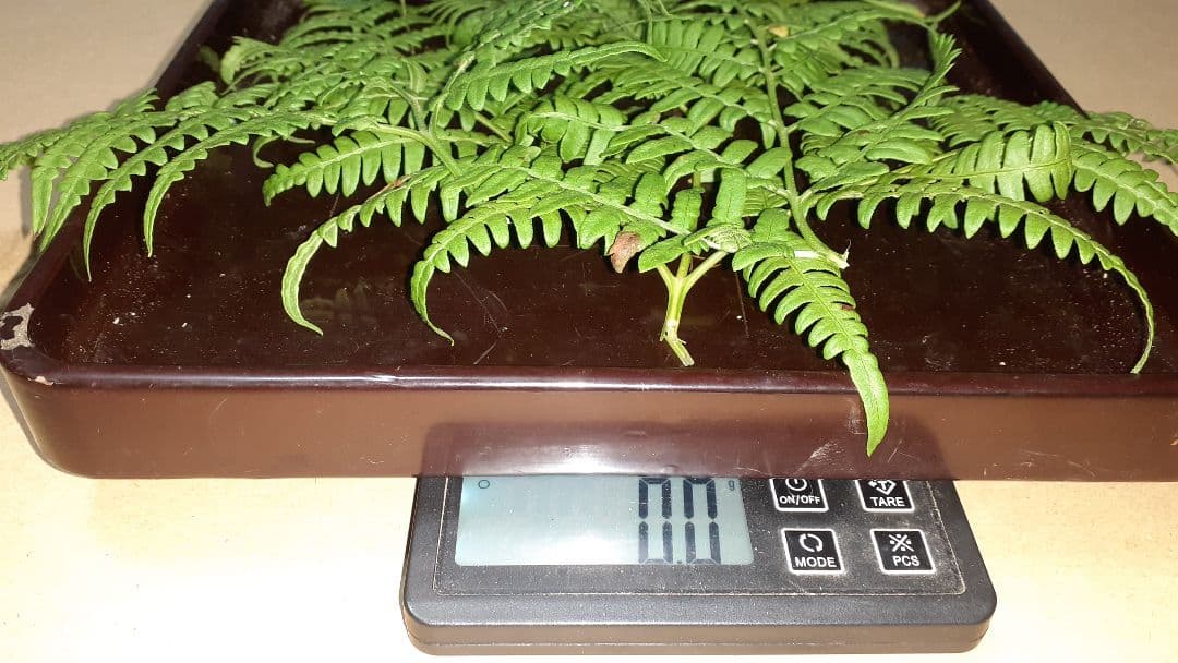 岩手県産松茸秀品(つぼみ) 11月19日昼取れ 冷蔵保管しております。