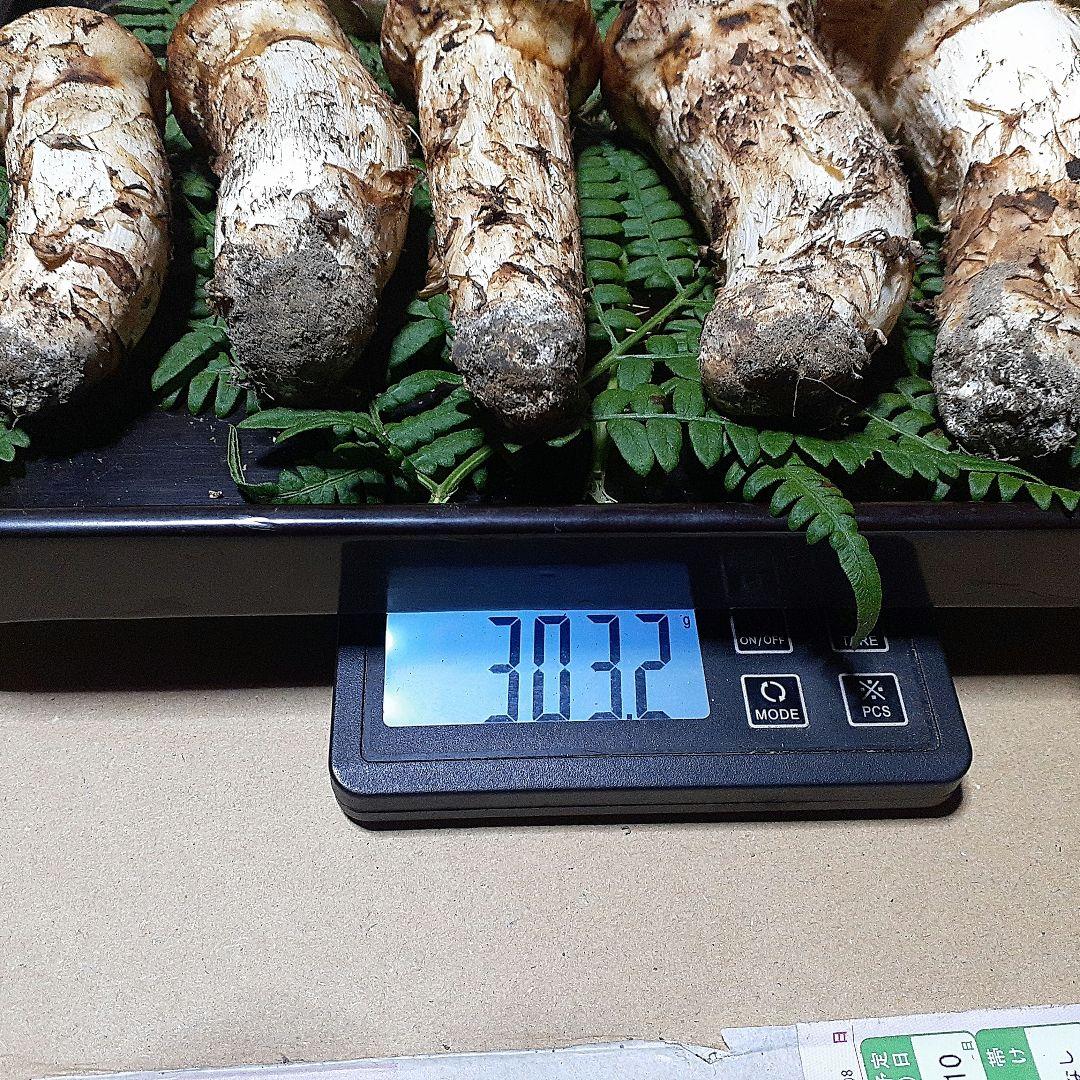 岩手県産松茸秀品(つぼみ) 11月19日昼取れ 冷蔵保管しております。