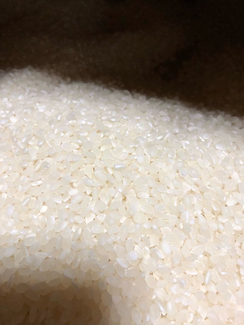 コシヒカリ10kg 精米済み白米　2025年収穫　三重県