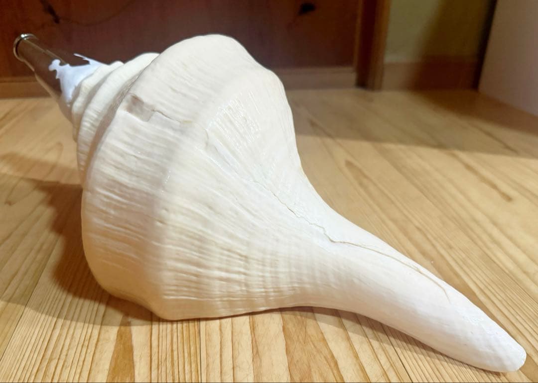 綺麗な特大45㎝アラフラオオニシ 法螺貝　ほら貝　ホラガイ