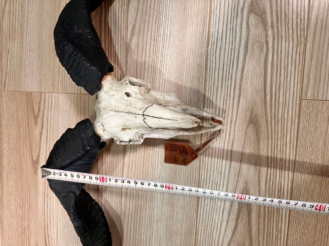 スカルオブジェ 骨 ブラック　【ダルトン】　DULTON